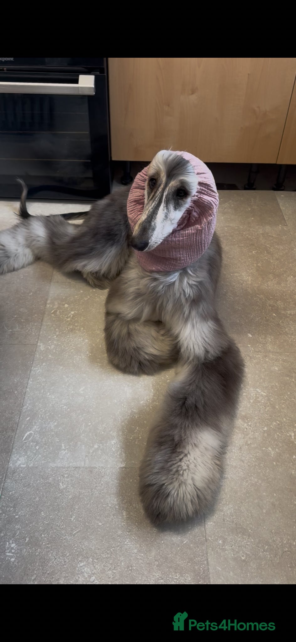 Afghan Hound dogs Female Afghan hound  - Advert 1