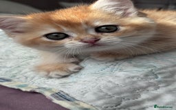 British Shorthair cats for sale: GCCF BSH BOY AND GIRL LEFT GOLDEN BLACK TIPPED  - Advert 12