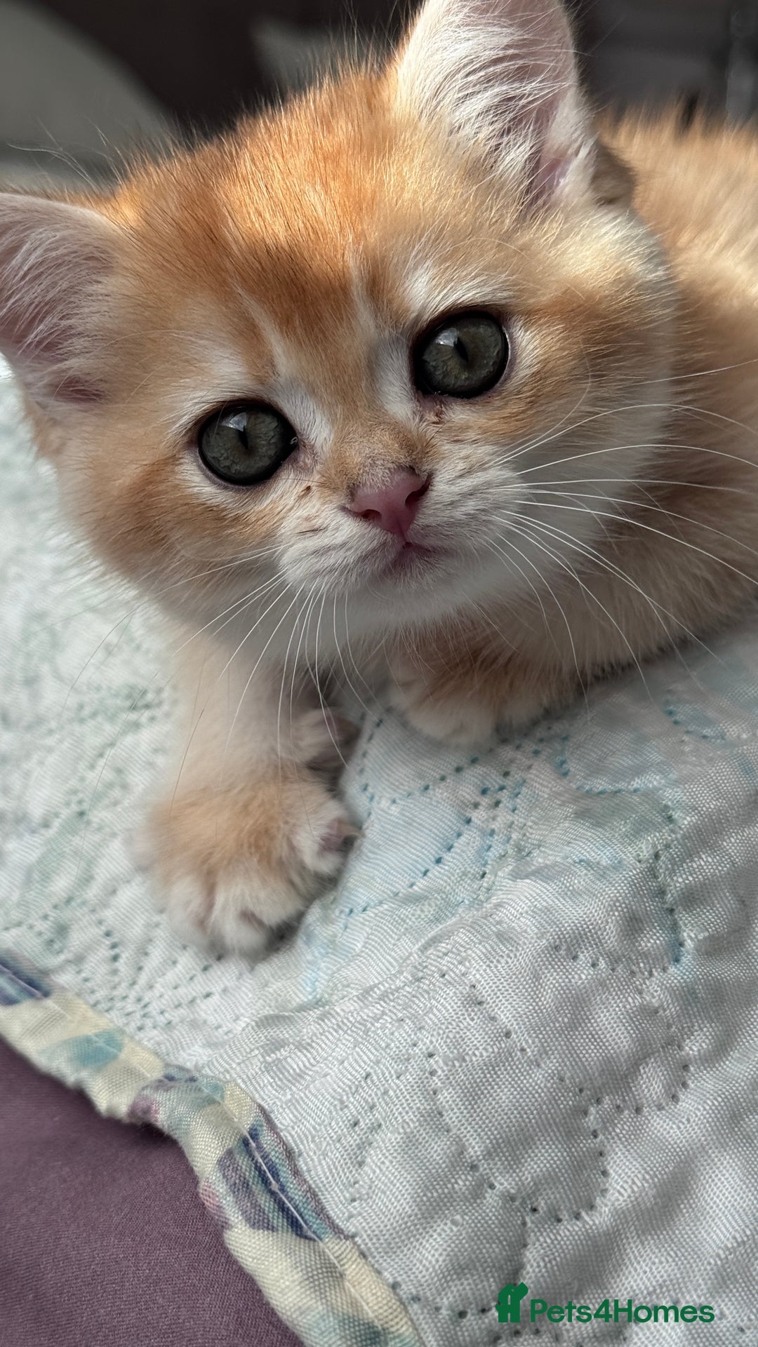 British Shorthair cats for sale: GCCF BSH BOY AND GIRL LEFT GOLDEN BLACK TIPPED  - Advert 12