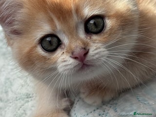 British Shorthair cats - Advert 1