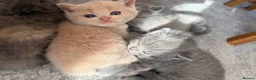 British Shorthair cats for sale: British Shorthair Kittens 🐾 Ready Soon - Advert 13