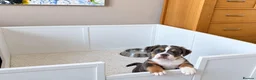 English Bulldog dogs for sale: Exceptional English Bulldog Puppies in Stockport - Advert 2