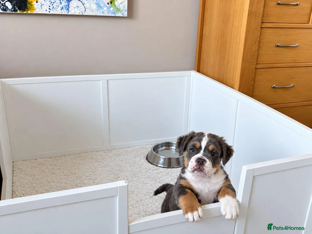 English Bulldog dogs for sale: Exceptional English Bulldog Puppies in Stockport - Advert 2
