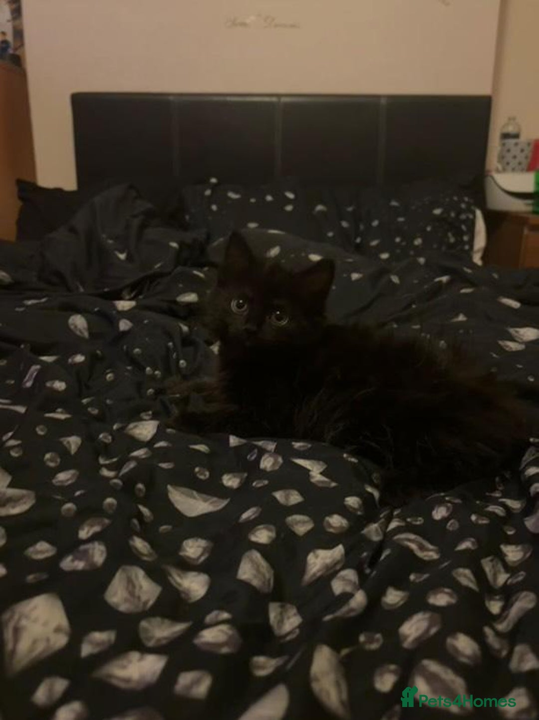 Mixed Breed cats for sale: 4 lovely kittens ready for collection ASAP - Image 9