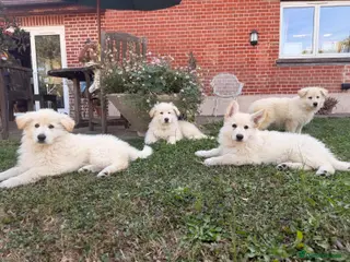 German Shepherd dogs German Shepherd Puppies - Advert 13