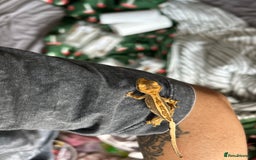 Gecko reptiles for sale: Baby/ juvenile Crested Geckos  - Image 4