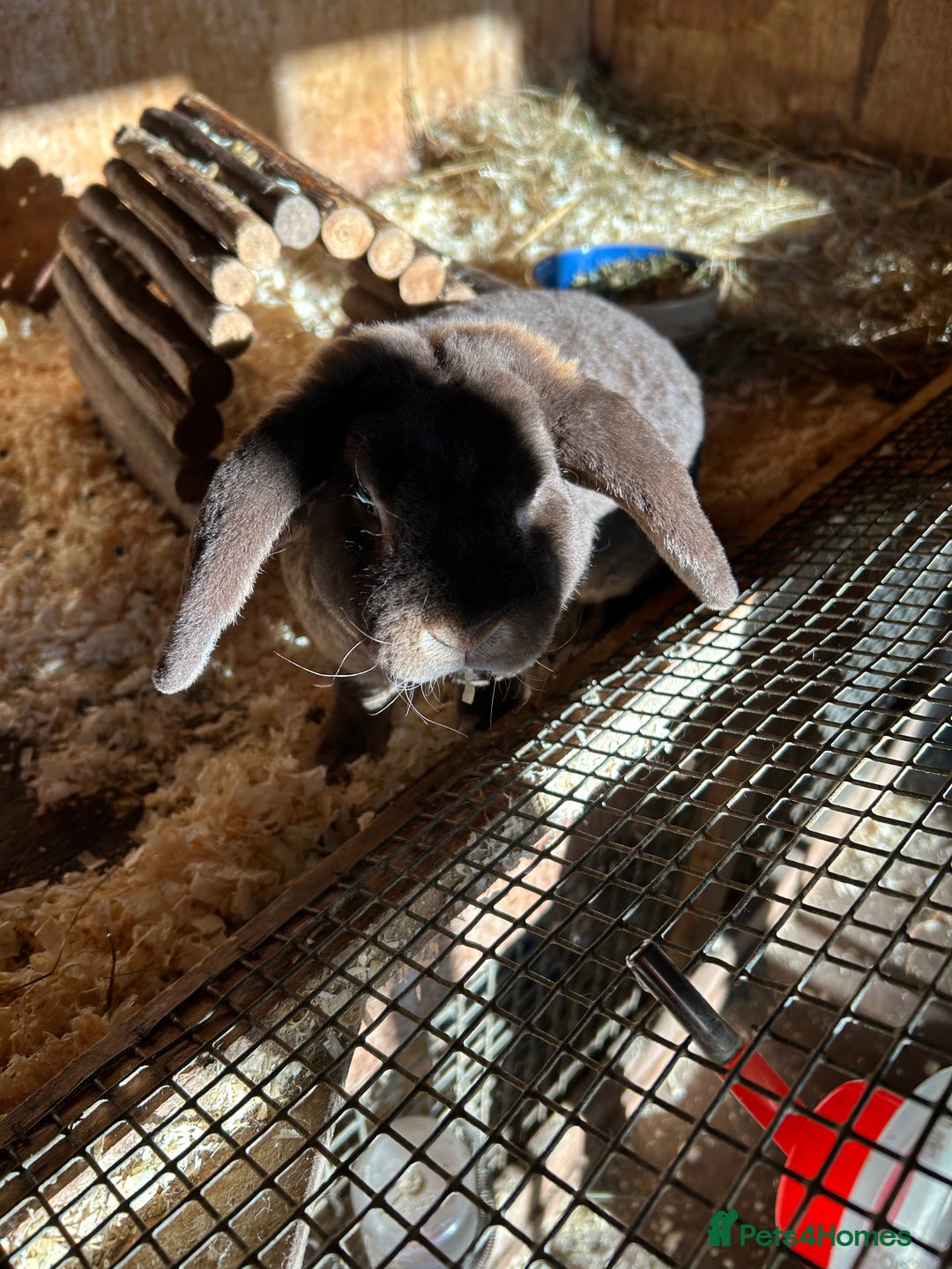 Mini Lop rabbits for sale: Chocolate otter mini plush lop buck - Image 4