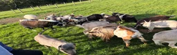 Goats livestock for sale: Pygmy Goats  - Advert 2
