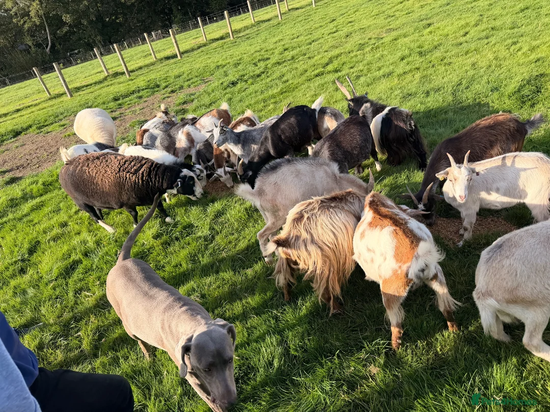 Goats livestock for sale: Pygmy Goats  - Advert 2