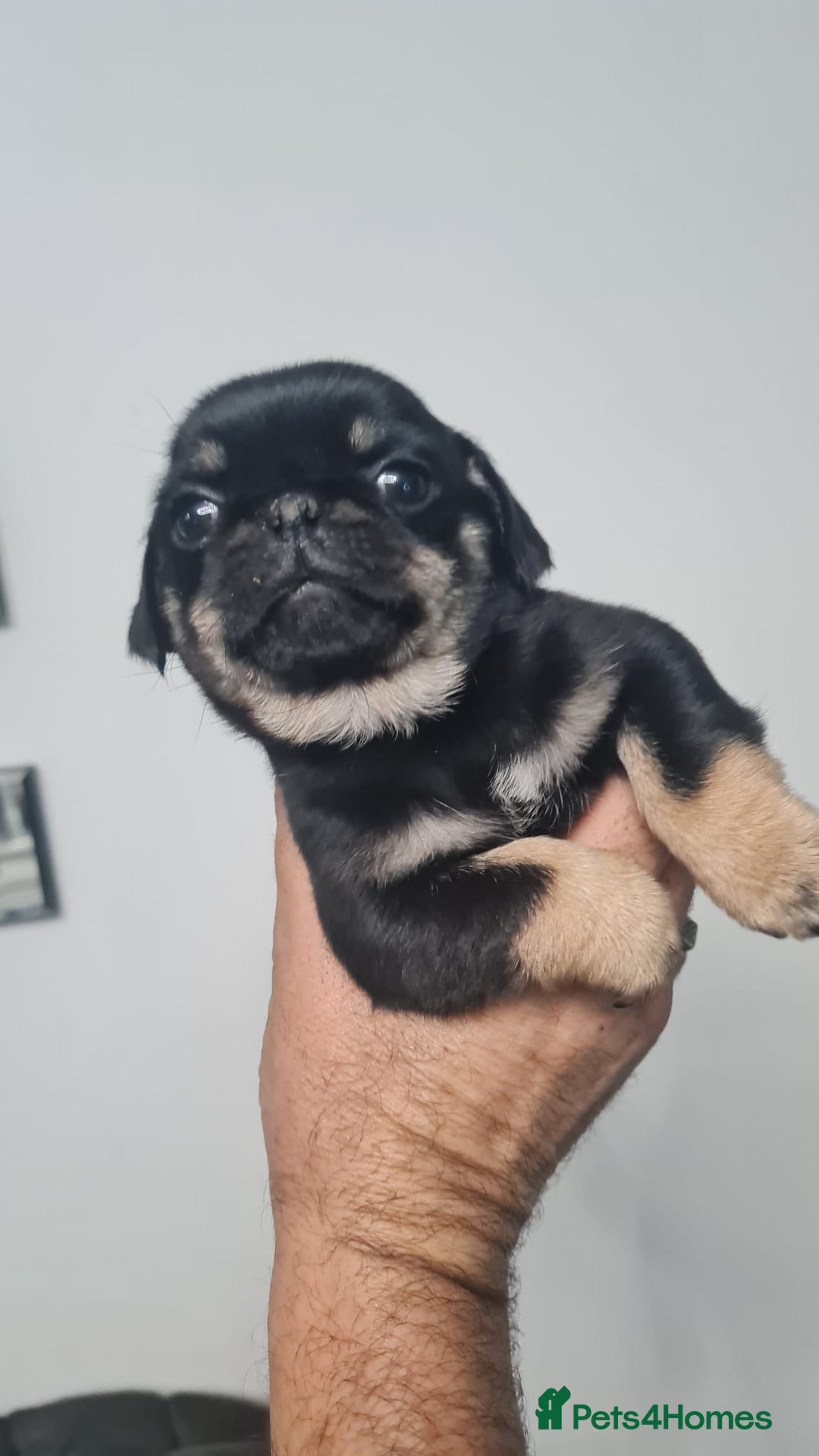 Pug dogs for sale: Pug 1 boy kc  - Advert 19