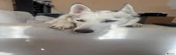 Siberian Husky dogs for sale: Beautiful 5 year old Husky  in Chichester - Advert 3