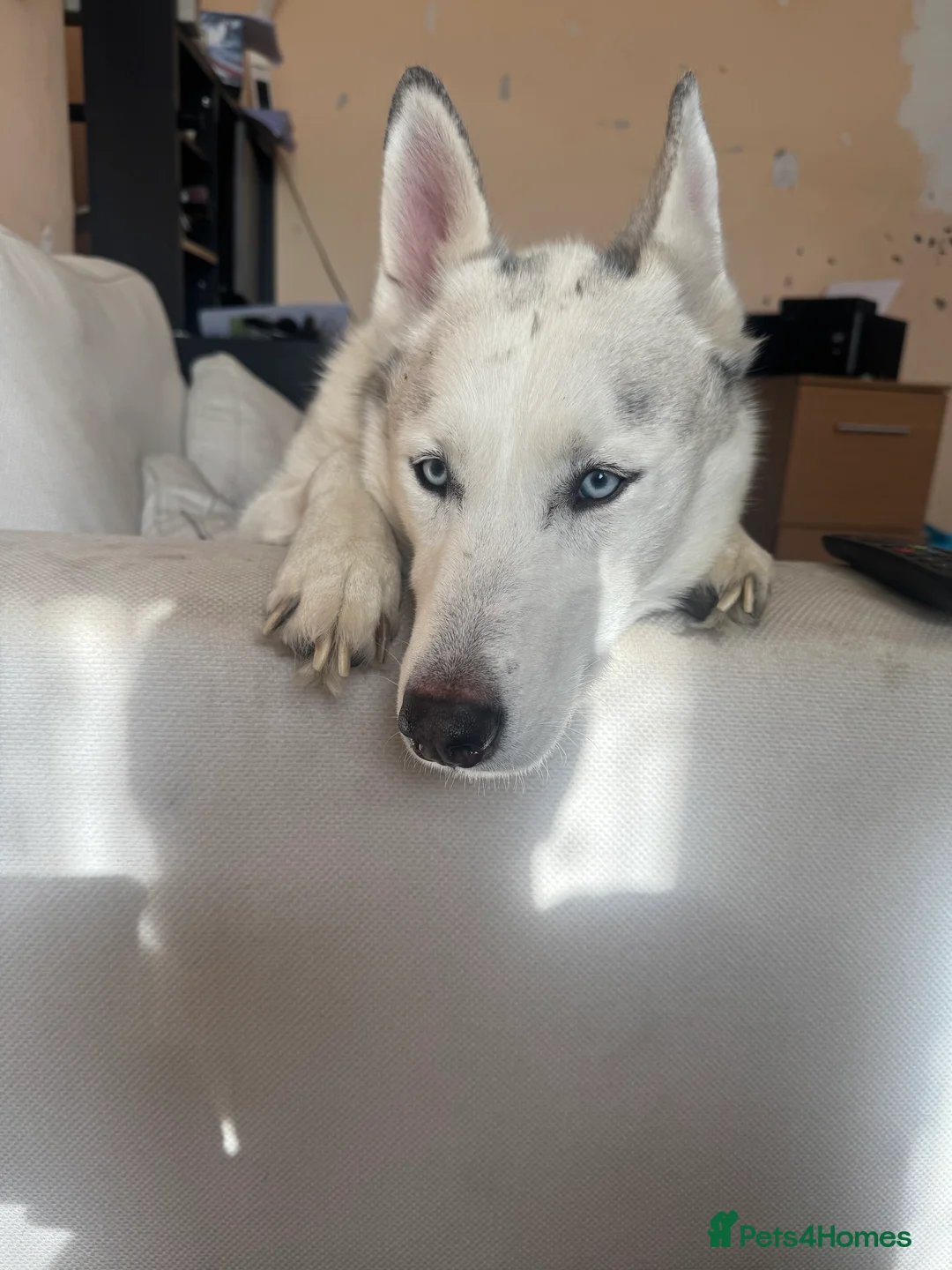 Siberian Husky dogs for sale: Beautiful 5 year old Husky  in Chichester - Advert 3