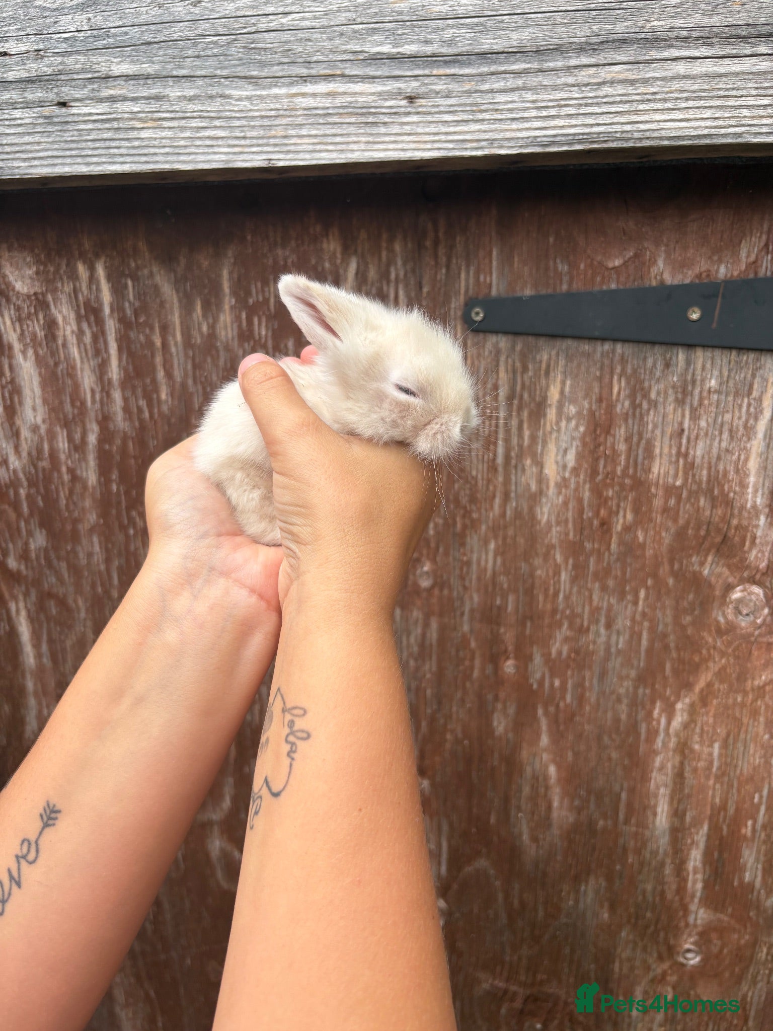 Mini Lion Lop rabbits 3 baby lion lop bunnies  - Advert 14