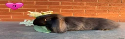 Mini Lop rabbits for sale: 🥕🐰Beautiful mini lops🐰🥕 - Advert 6