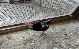 Chickens poultry for sale: Aseel Hen For Sale - Image 2