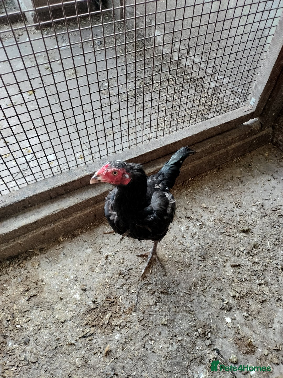 Chickens poultry for sale: Aseel Hen For Sale - Image 2
