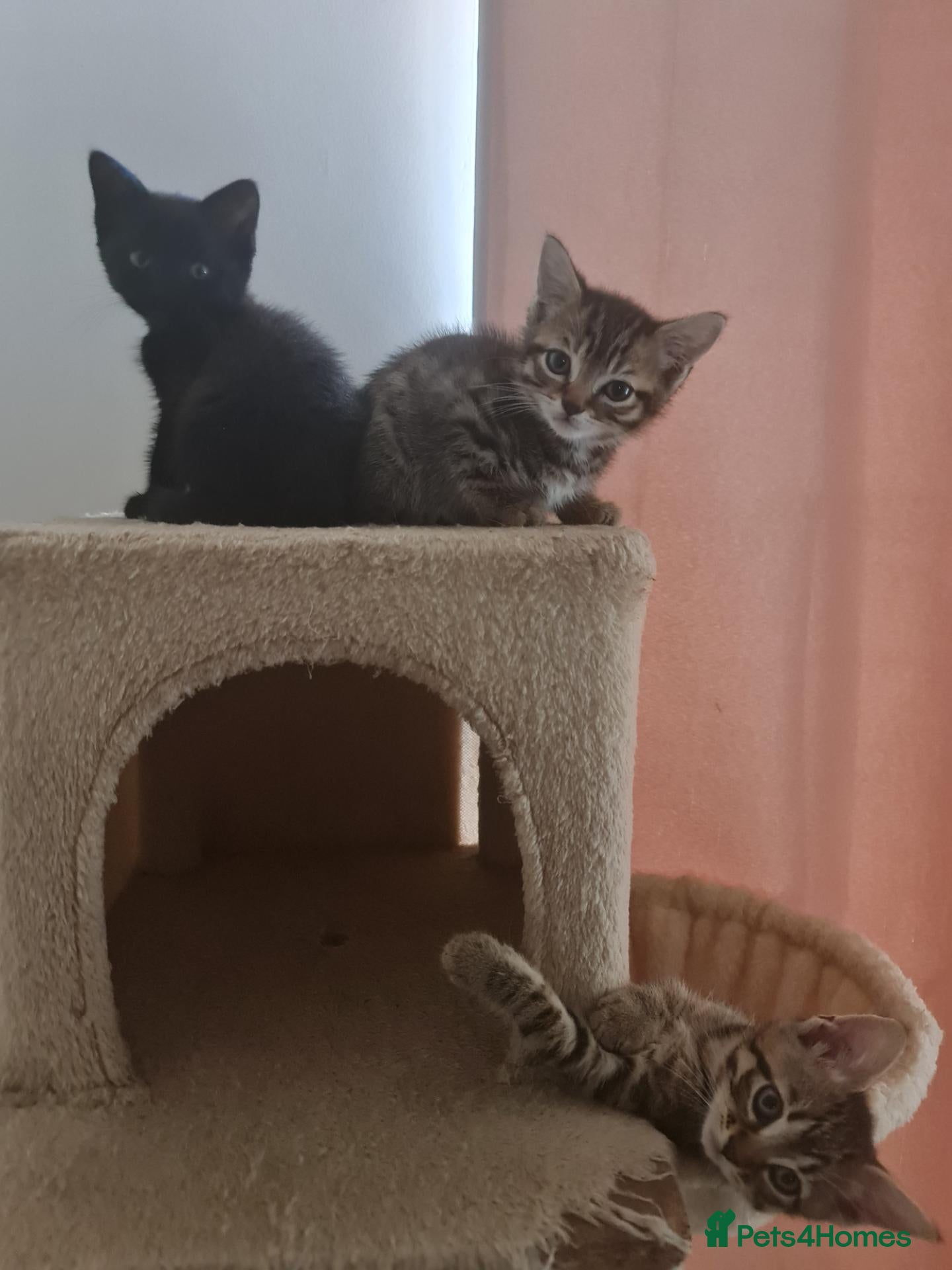 Mixed Breed cats 3 girl kittens for sale  - Advert 1