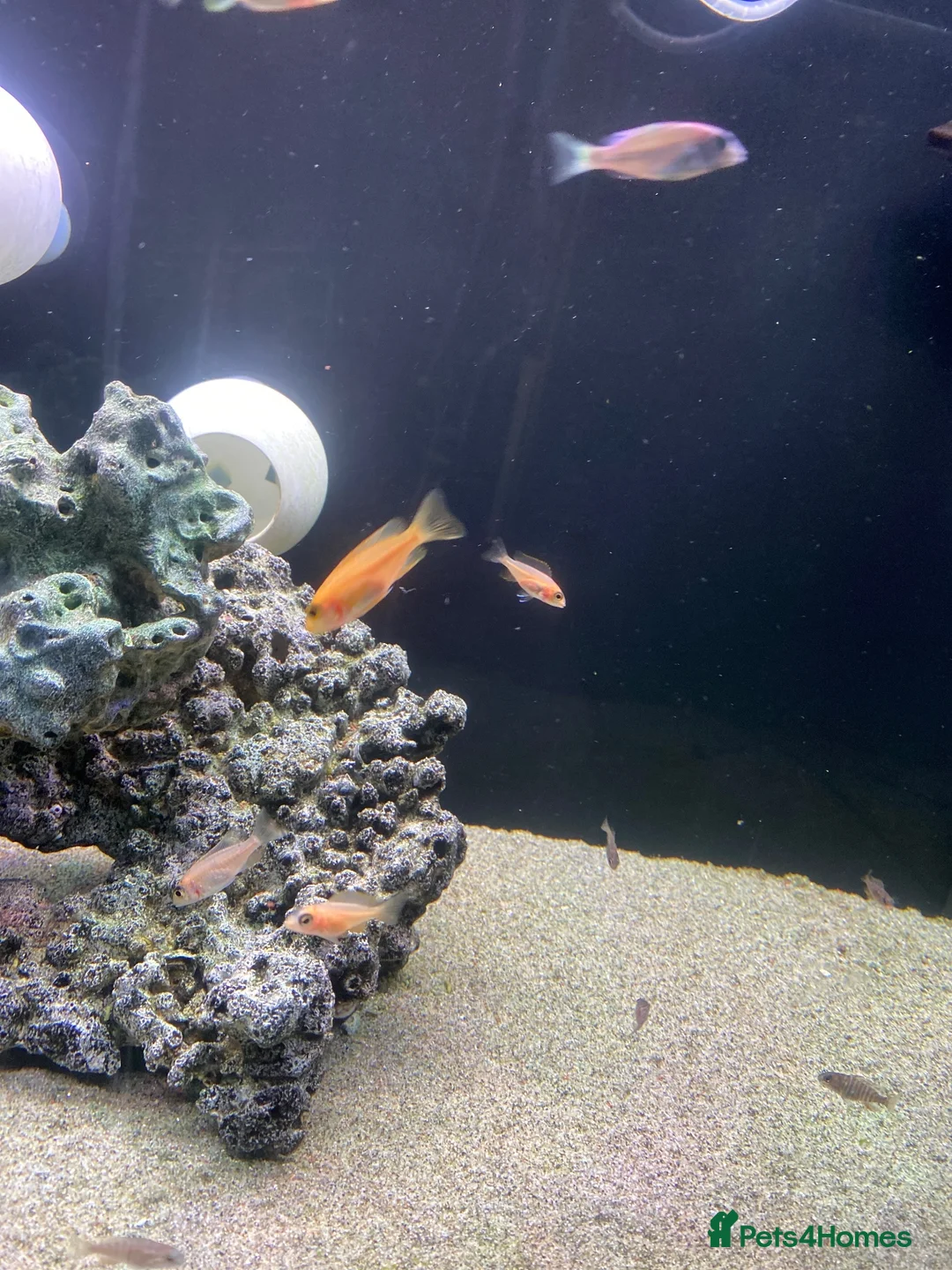 Cichlids fish for sale: Dragon blood (Malawi Cichlids) - Advert 4