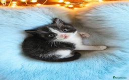 Scottish Fold cats for sale: Bundle of 11 Scottish fold Straight Ears Kittens - Image 23
