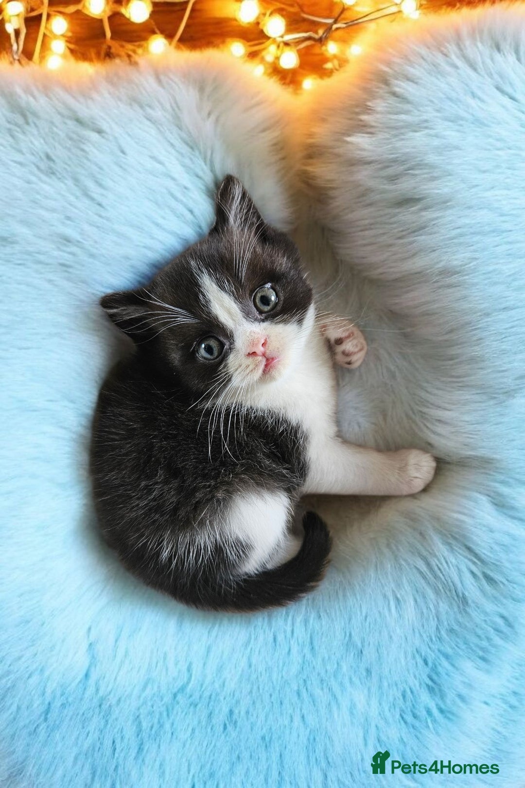Scottish Fold cats for sale: Bundle of 11 Scottish fold Straight Ears Kittens - Image 23