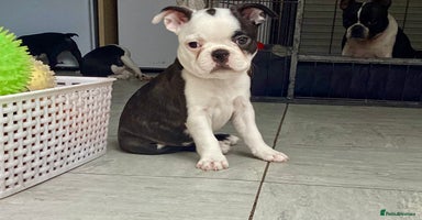 Boston Terrier dogs - Advert 4