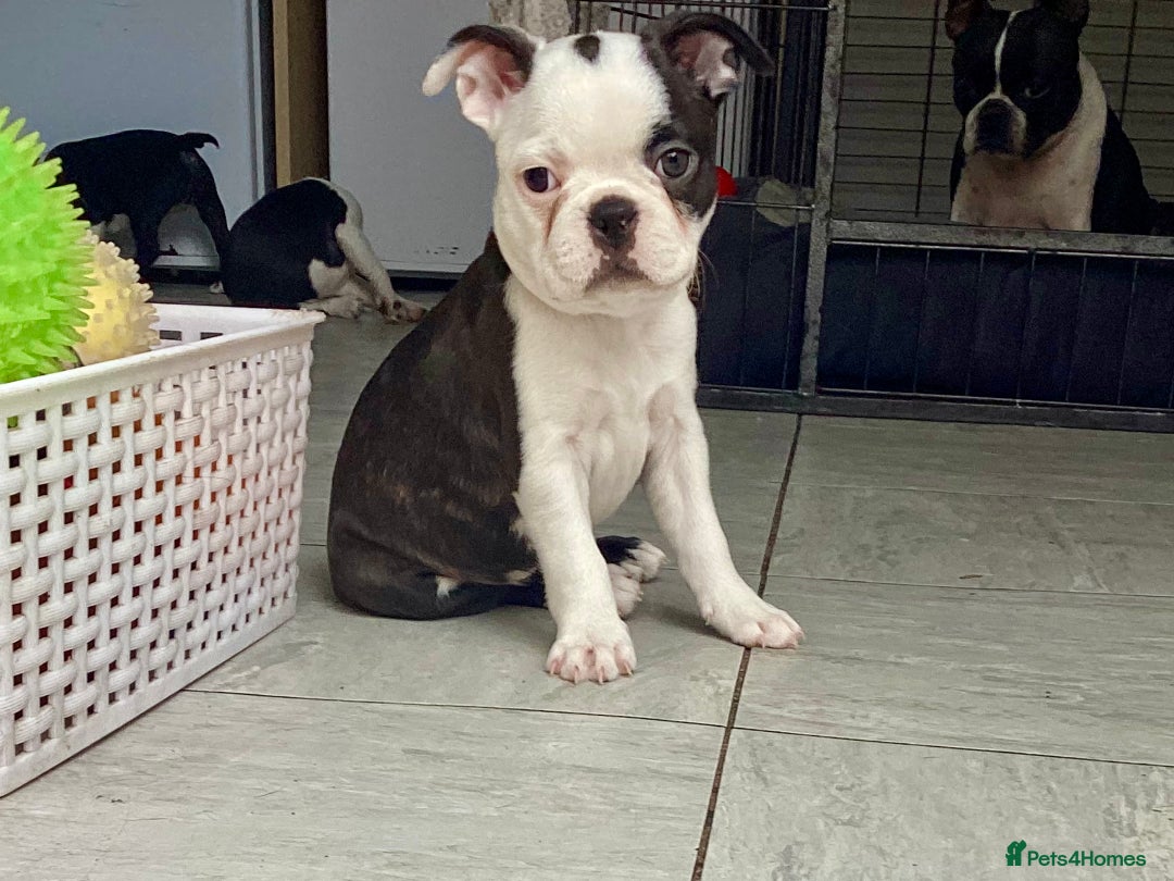 Boston Terrier dogs for sale: 9 BEAUTIFUL BOSTON TERRIER PUPPIES (2 GIRLS LEFT) - Image 13