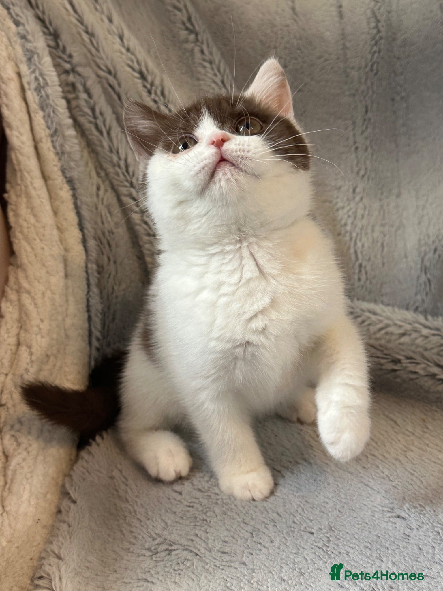 British Shorthair cats Pedigree BSH & BLH kittens  - Advert 2