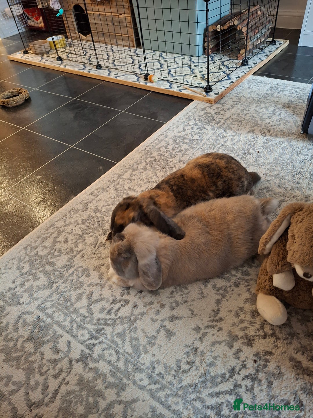 Mixed Breed rabbits for sale: Whisky & Ozzy - Advert 6