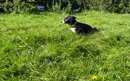 Border Collie dogs for sale: 4 border collie males looking for forever homes  - Image 29