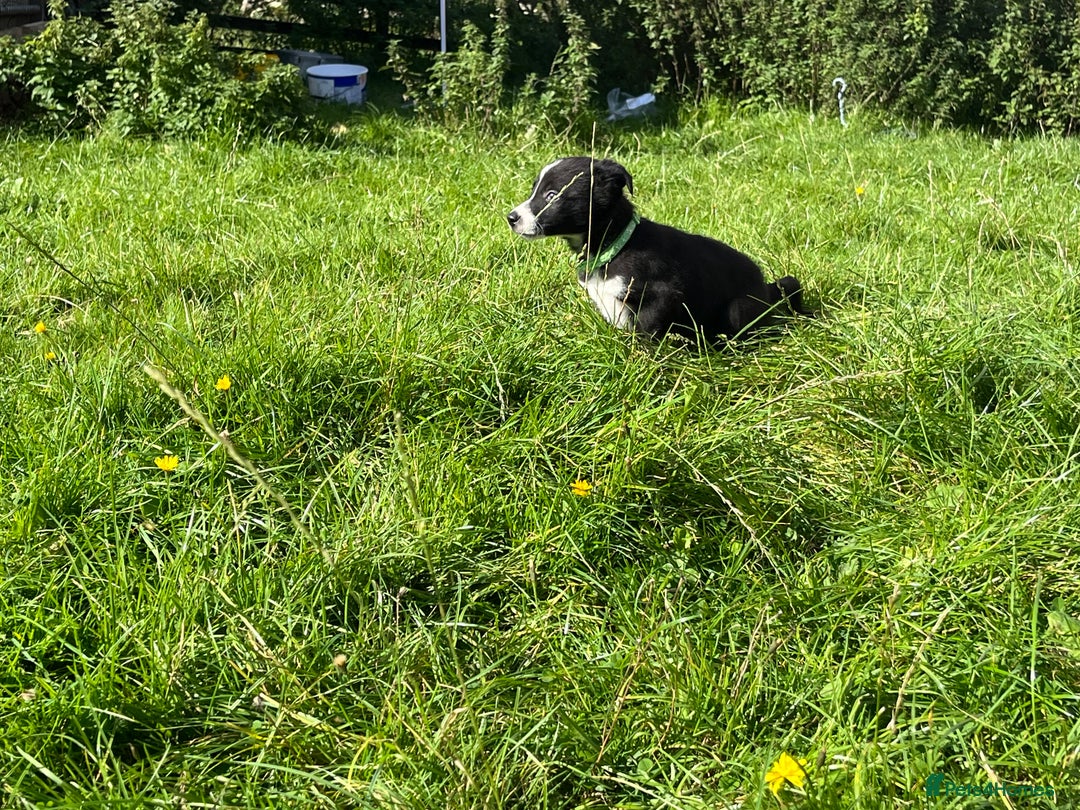 Border Collie dogs for sale: 4 border collie males looking for forever homes  - Image 29