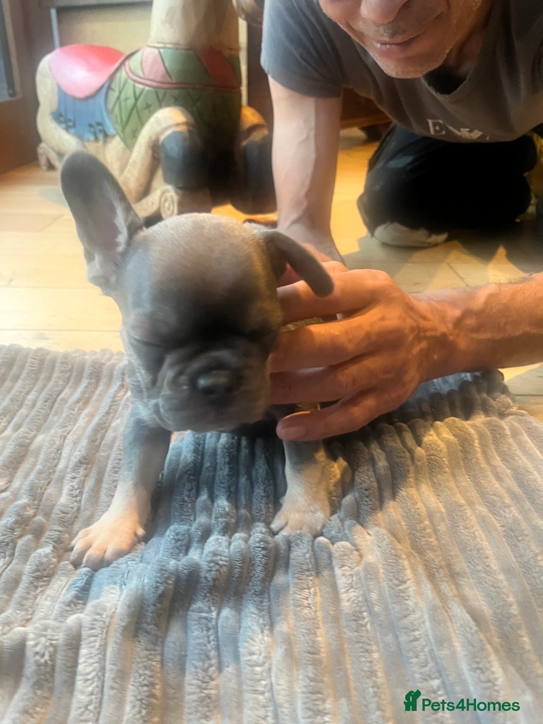 French Bulldog dogs for sale: French bull dog puppies  - Image 12