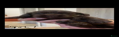 Cocker Spaniel 1