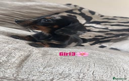 Miniature Dachshund dogs for sale: 🐾Adorable miniature dachshunds 🐾 - Image 13