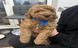 Labradoodle dogs for sale: Miniature Labradoodle  - Advert 8