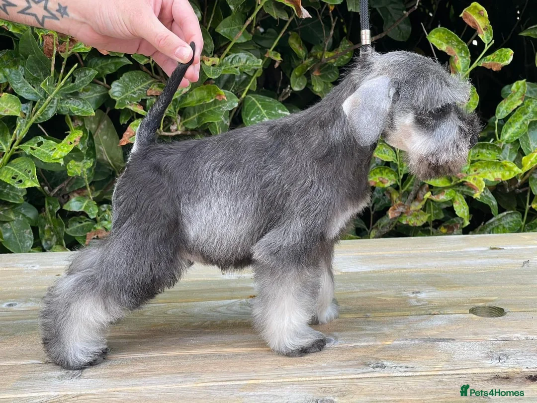 Miniature Schnauzer dogs for stud: STUNNING HEALTH TETSED MINI SCHNAUZER FOR STUD in Wigan - Advert 10