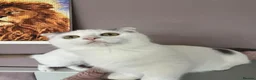 Munchkin cats for sale: Super short legs Munchkin kittens  - Advert 17