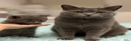 British Shorthair cats for sale: British shorthair  - Advert 5