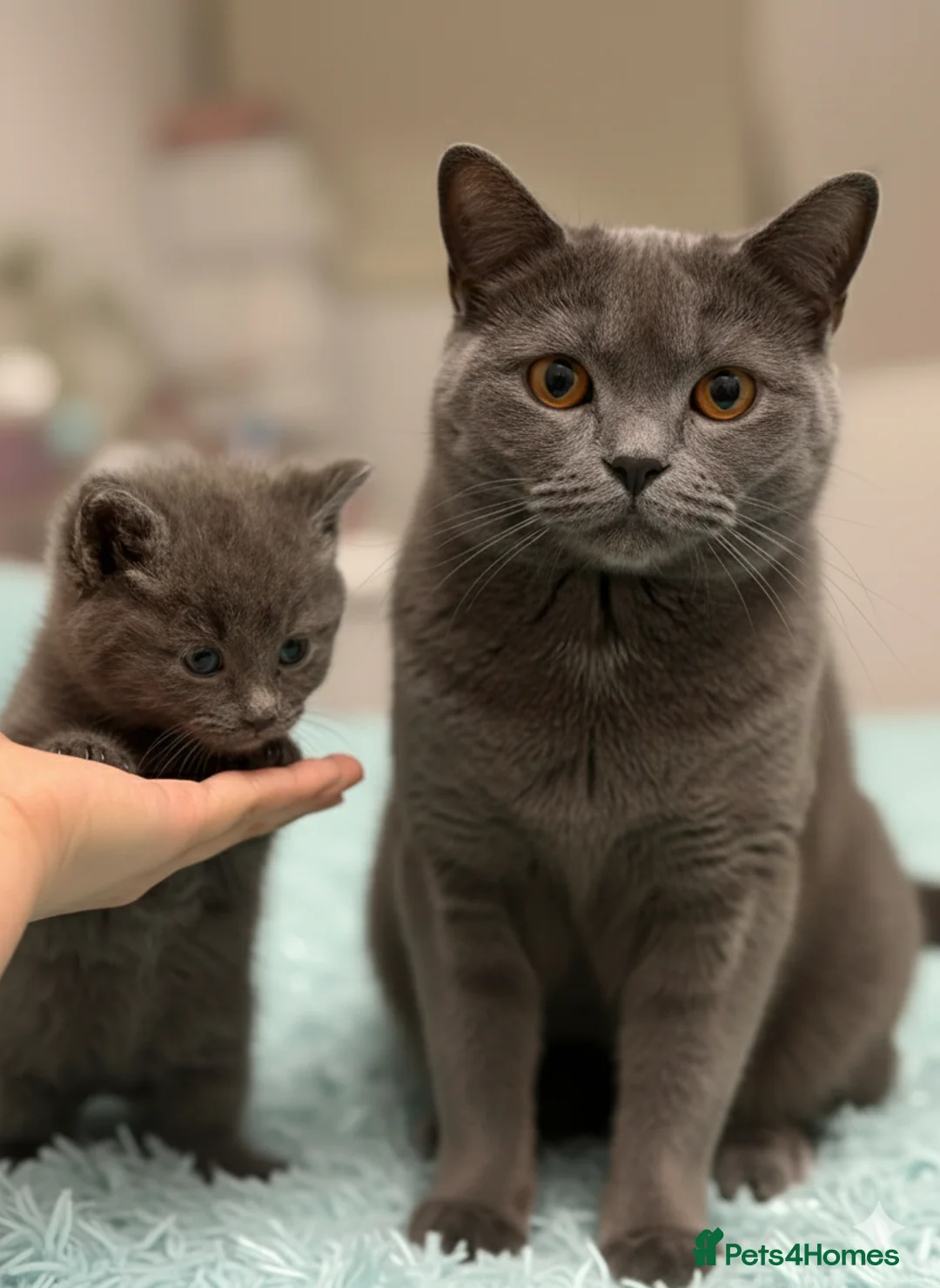 British Shorthair cats for sale: British shorthair  - Advert 5
