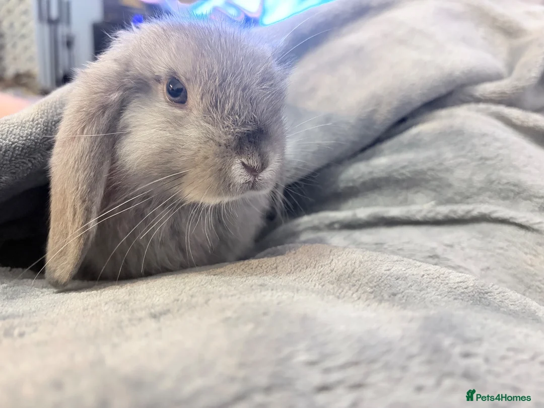 Mini Lop rabbits for sale: Male bunny available - Advert 2