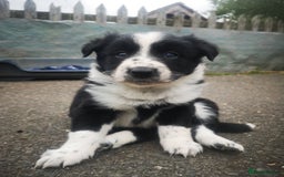 Border Collie dogs for sale: Beautiful Fluffy collie pups for sale  - Image 3