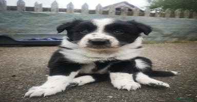 Border Collie dogs - Advert 7