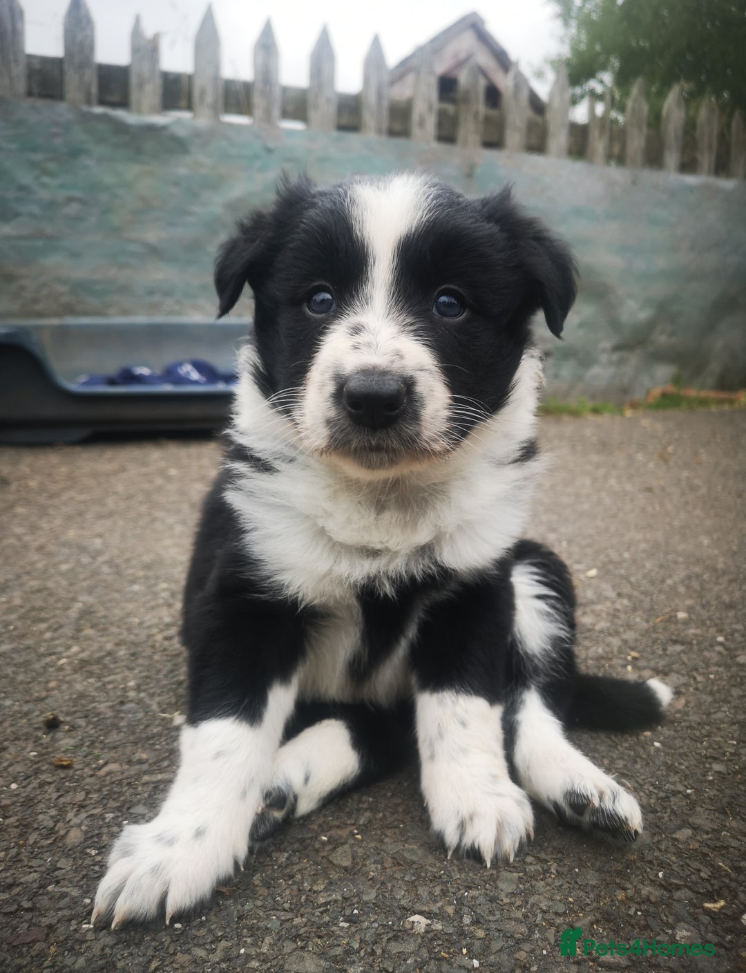 Border Collie dogs for sale: Beautiful Fluffy collie pups for sale  - Image 3