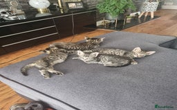 Mixed Breed cats for sale: 3 beautiful kittens for sale - Image 1