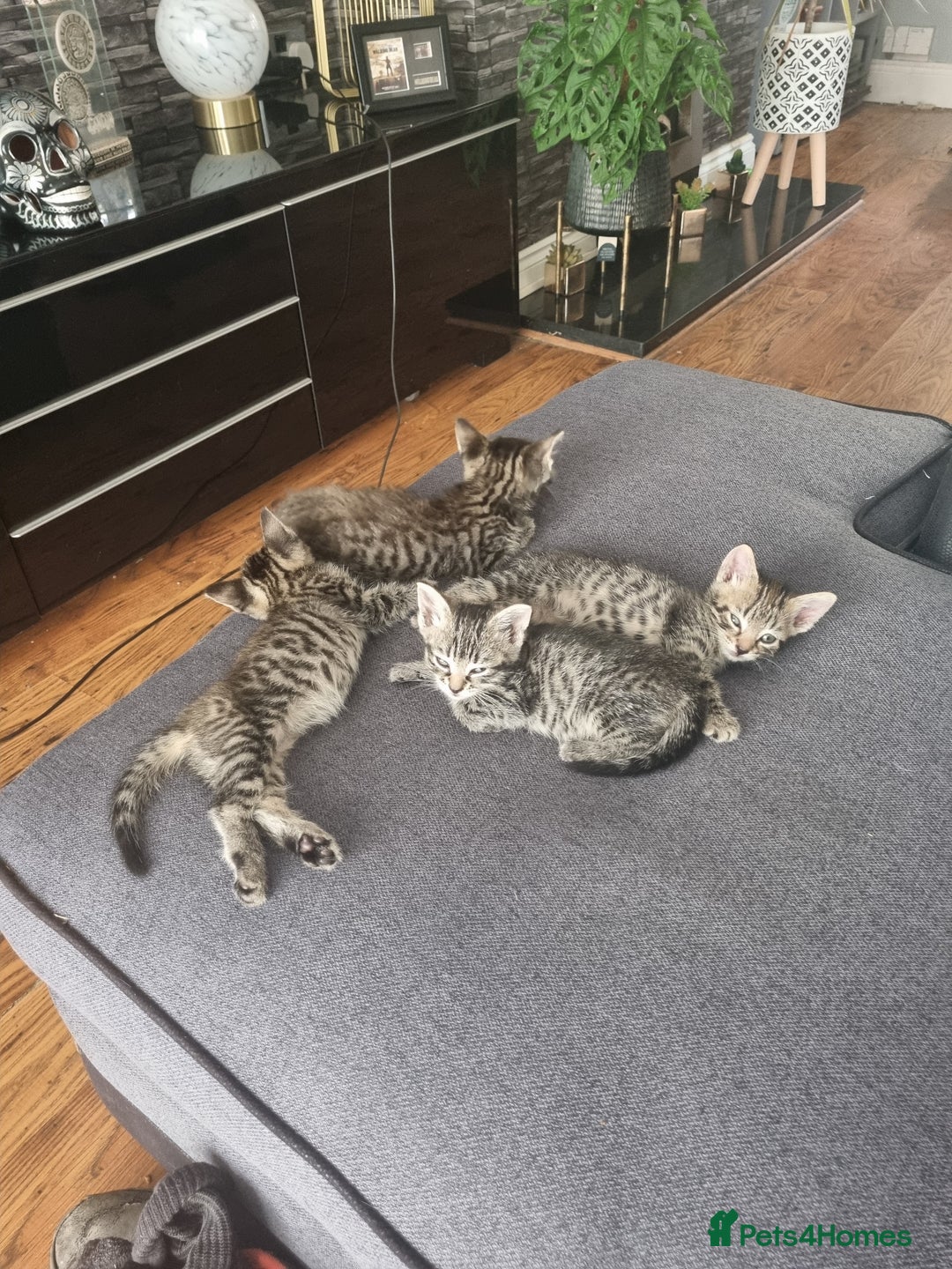 Mixed Breed cats for sale: 3 beautiful kittens for sale - Image 1