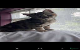 Scottish Fold cats for sale: Scottish fold/straight kittens  - Image 10
