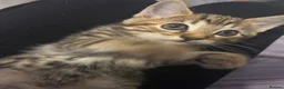 Bengal cats for sale: Bengal mixed - Advert 11