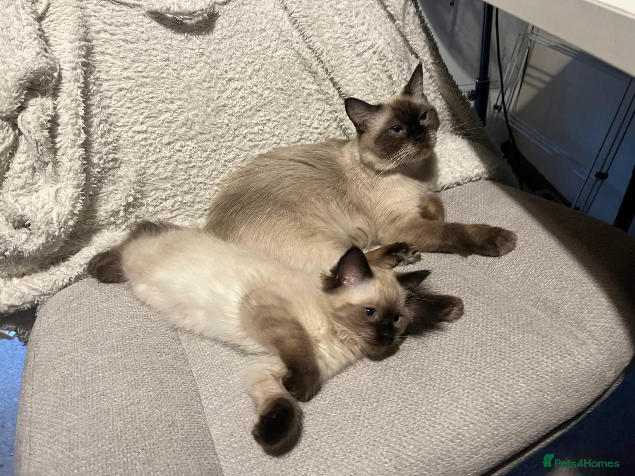 Ragdoll cats 3 gorges seal point ragdolls - Advert 4