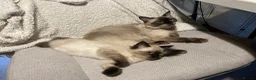 Ragdoll cats for sale: 3 gorges seal point ragdolls - Advert 1