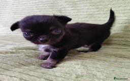 Chihuahua dogs for sale: Amazing Quality Long Coat Chihuahua puppies - Image 2