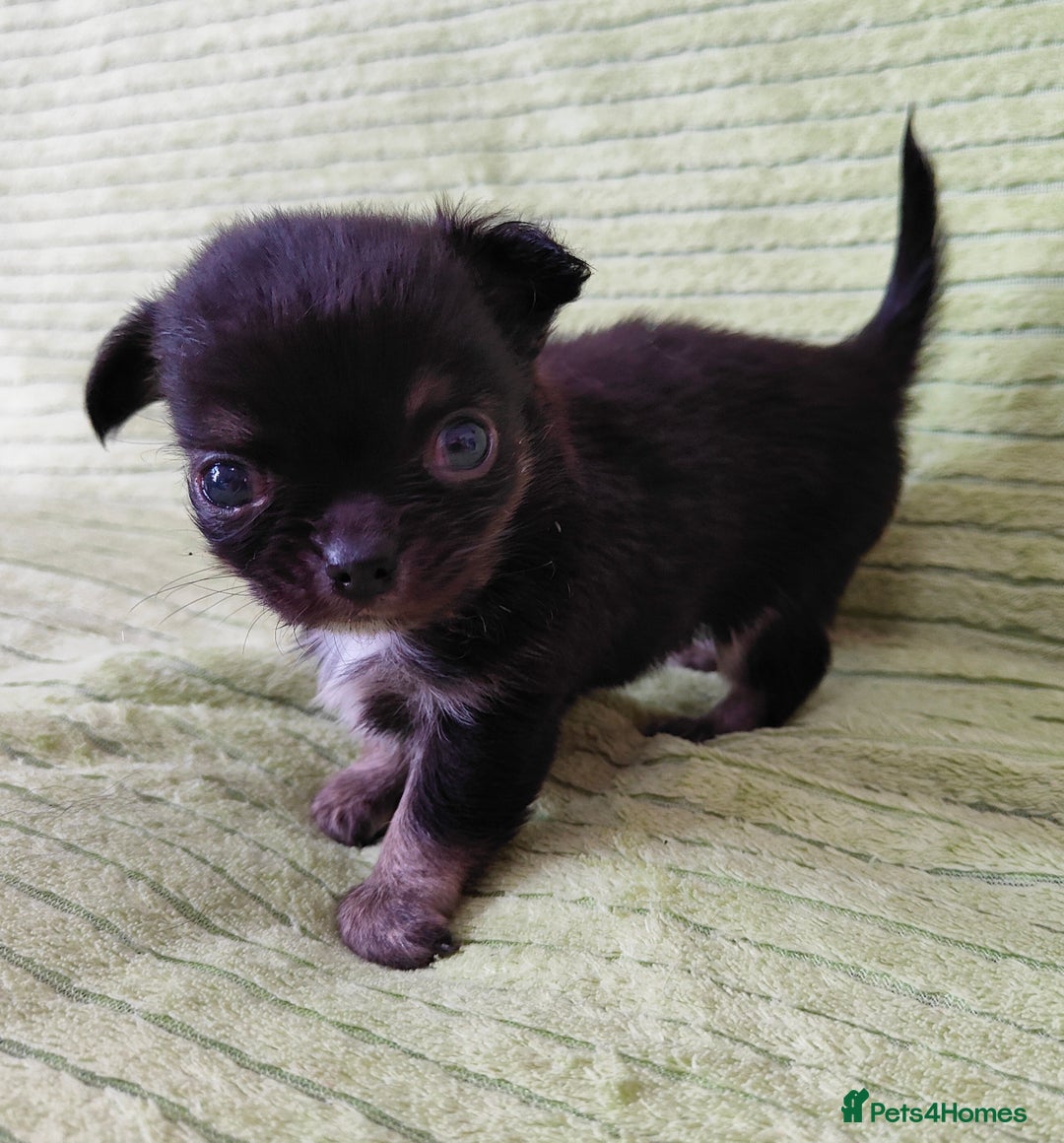 Chihuahua dogs for sale: Amazing Quality Long Coat Chihuahua puppies - Image 2